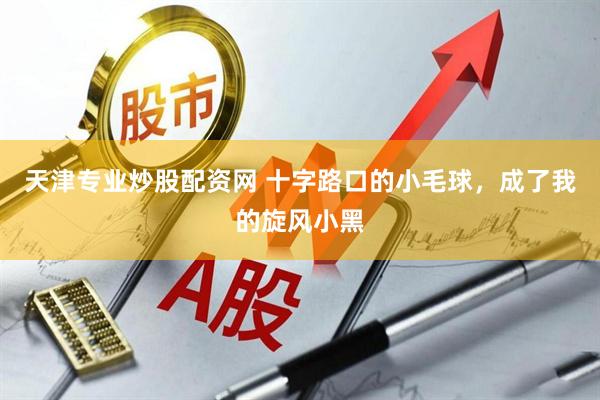 天津专业炒股配资网 十字路口的小毛球，成了我的旋风小黑